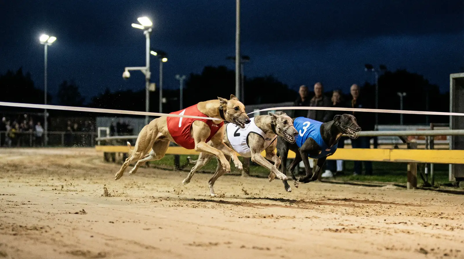 Greyhound forecast and tricast betting explained with race finish order